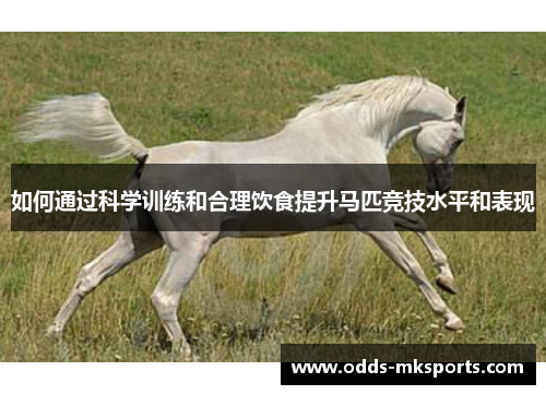 如何通过科学训练和合理饮食提升马匹竞技水平和表现